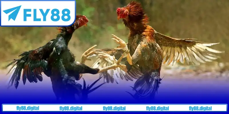 Ưu điểm của đá gà Thomo Ưu điểm của đá gà Thomo